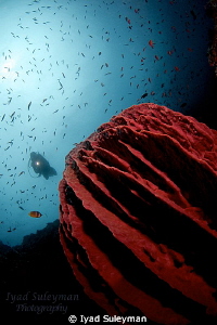   Giant Barrel Sponge Diver  
